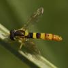 Sphaerophoria scripta